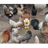 Minecraft Tavuk 20 Adet